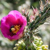 Cholla